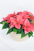 Vancouver Poinsettia Plant - Vancouver Plant Delivery