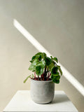 Watermelon Peperomia Plant - Vancouver Plant Delivery