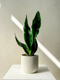 Snake Plant - Vancouver Plant Delivery - Vancouver Plants