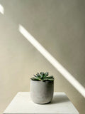 Vancouver Succulent Plant - Vancouver Plant Delivery 