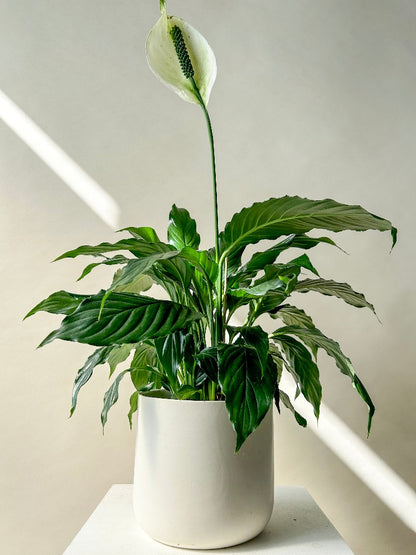 Peace Lily Plant Vancouver - Vancouver Plant Delivery
