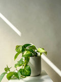 Pothos Plant Vancouver - Vancouver Plant Delivery