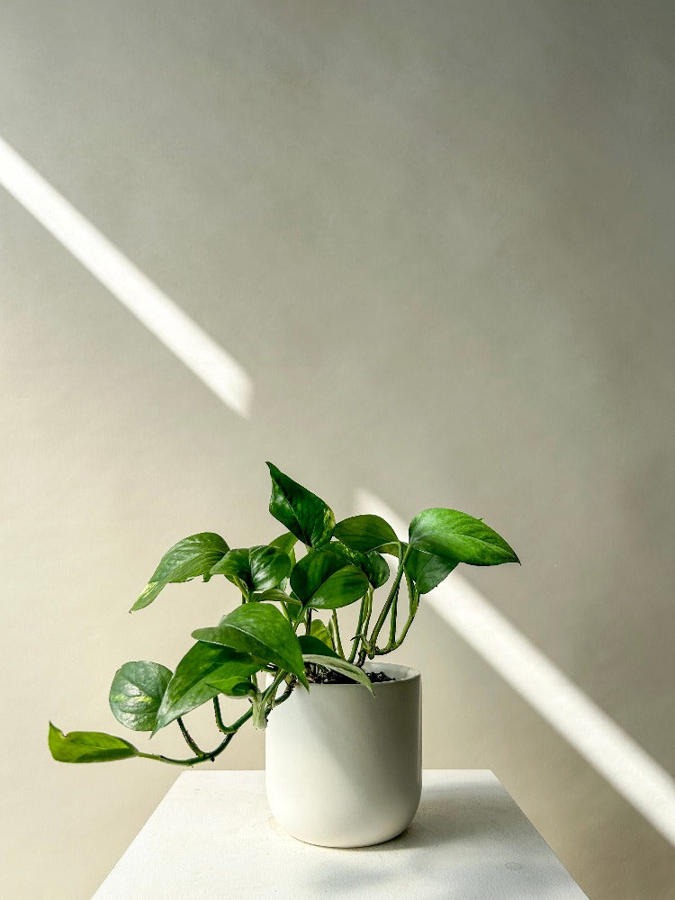 Pothos Plant Vancouver - Vancouver Plant Delivery