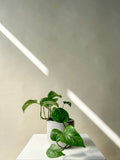 Pothos Plant Vancouver - Vancouver Plant Delivery