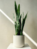 Snake Plant - Vancouver Plant Delivery - Vancouver Plants