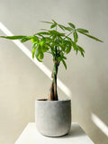 Money Tree Plant - Vancouver Plant Delivery