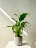 Peace Lily Plant Vancouver - Vancouver Plant Delivery