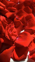 Rose Petals