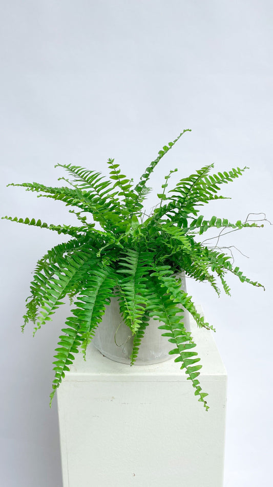 Boston Fern Plant